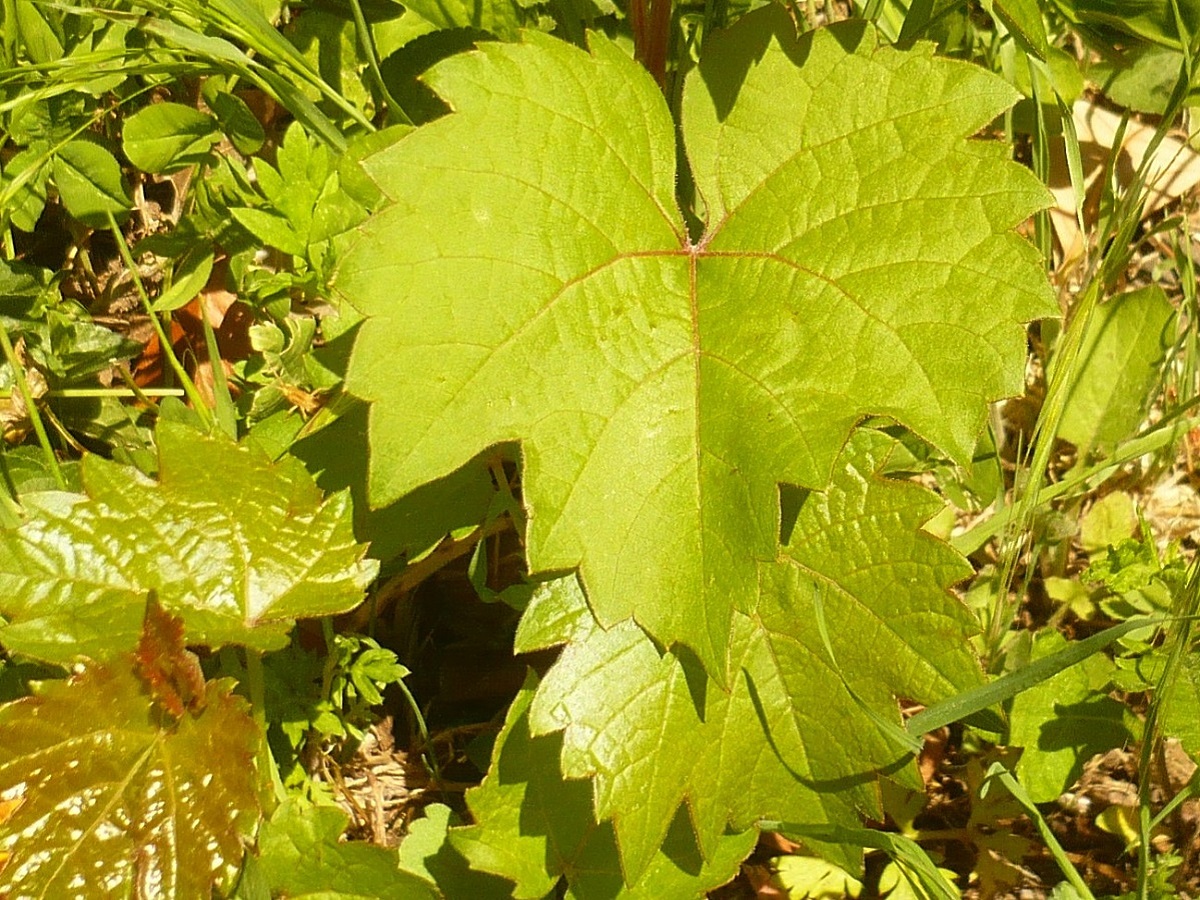 Vitis rupestris (Vitaceae)